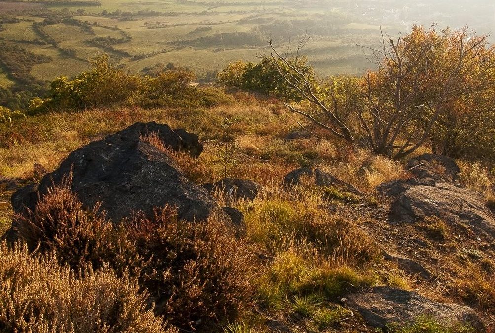 Květena přírodní rezervace Bořeň